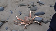 Feeling crabby?