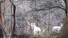 The Goats of the Gorge, glimpsed through the trees!