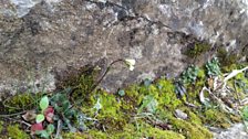 Rare Bristol White Cress nestled in the craggy rocks