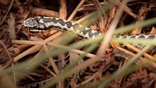 The day after the recording Trai returned to Loch Lomond to find the same adder