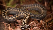 Adder amongst the bracken