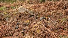 This adder hibernaculum is a pile of stones from a collapsed drystone wall