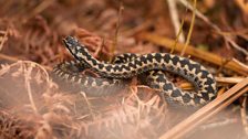 Adders use their forked tongue to taste the air