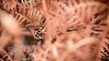 Bracken provides a perfect hiding place for adders