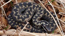 Adders coil during basking to retain body heat