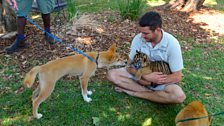 Stripe meets a dingo