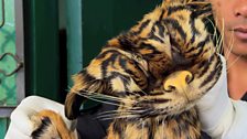 Confiscated tiger skins