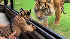 Cub meeting Juma through the glass