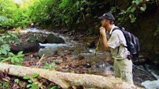 Giles took a trip to Sumatra to see the plight of wild tigers.