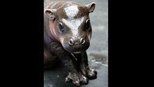 Baby pygmy hippo