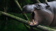 Pygmy hippo yawning