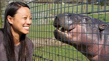 Meeting a pygmy hippo