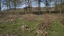 This coppice was cut only a few months ago