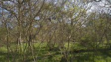 A thick carpet of flora under hazel coppice that’s close to cutting age