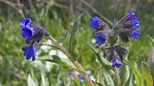 A Coppice rarity – the narrow leaved lungwort