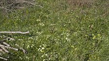 Coppiced woodlands have diverse ground flora