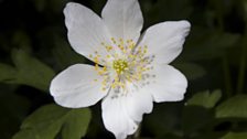 Wood anemone