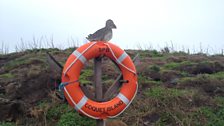 Welcome to Coquet Island!