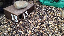 Roseate Tern nesting box