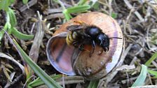 Osmia bicolor is a type of mason bee that makes its nest in empty snail shells