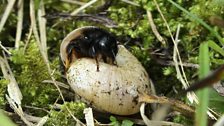 This bee sometimes smears the snail shell nest with a chewed up leaf