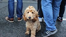 Super cute dog enjoys the Giro