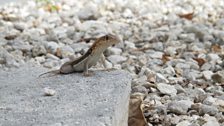 Turks and Caicos Curlytail Lizard