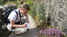 Jenny Matthews sketching bees