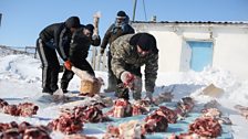 On the 70th anniversary of Stalin’s deportation of the Chechens, the deportees’ descendants butcher a cow.