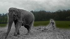 In WW1, the Sussex and Surrey countryside was emptied of shire horses and riding ponies.