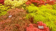 A selection of acers