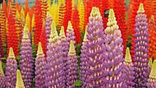 Lupinus