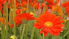 Bright orange gerberas