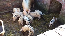 Piglets