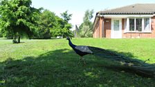 Kirsteen eventually braved the peacock's cries!