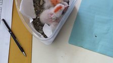 Three Chicks a Day Old