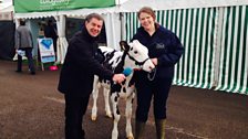 Caroline from Devon Young Farmers & Rosie the calf.