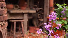 An abandoned potter's garden