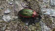 Colourful beatle