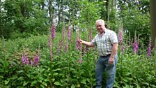 Fox gloves in Fox's Grove