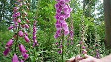 A close-up view of Chris's fox gloves