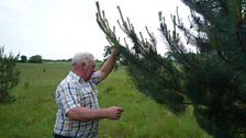 Chris explores one of the Scots pines on his land