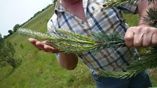 Chris shows off the incredible growth rate of the Scots pine at this time of year