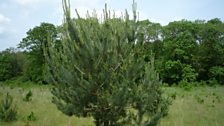 Another of the Scots pines on Chris's land