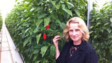 Anna Hill with the new smaller super sweet peppers