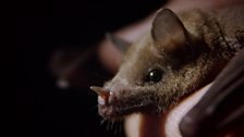 Lesser long-nosed bat