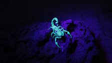 Scorpion glows under UV light