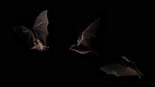 Lesser long-nosed bat in flight