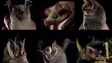 Lesser long-nosed bat