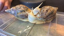 Giant land snails